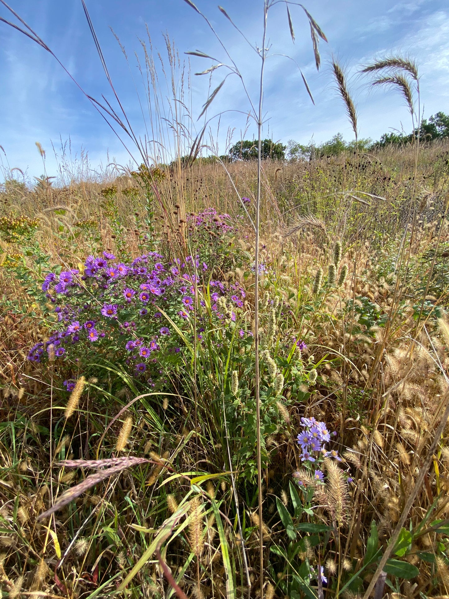 Native Grass & Wildflower Refuge - 1/4 Acre