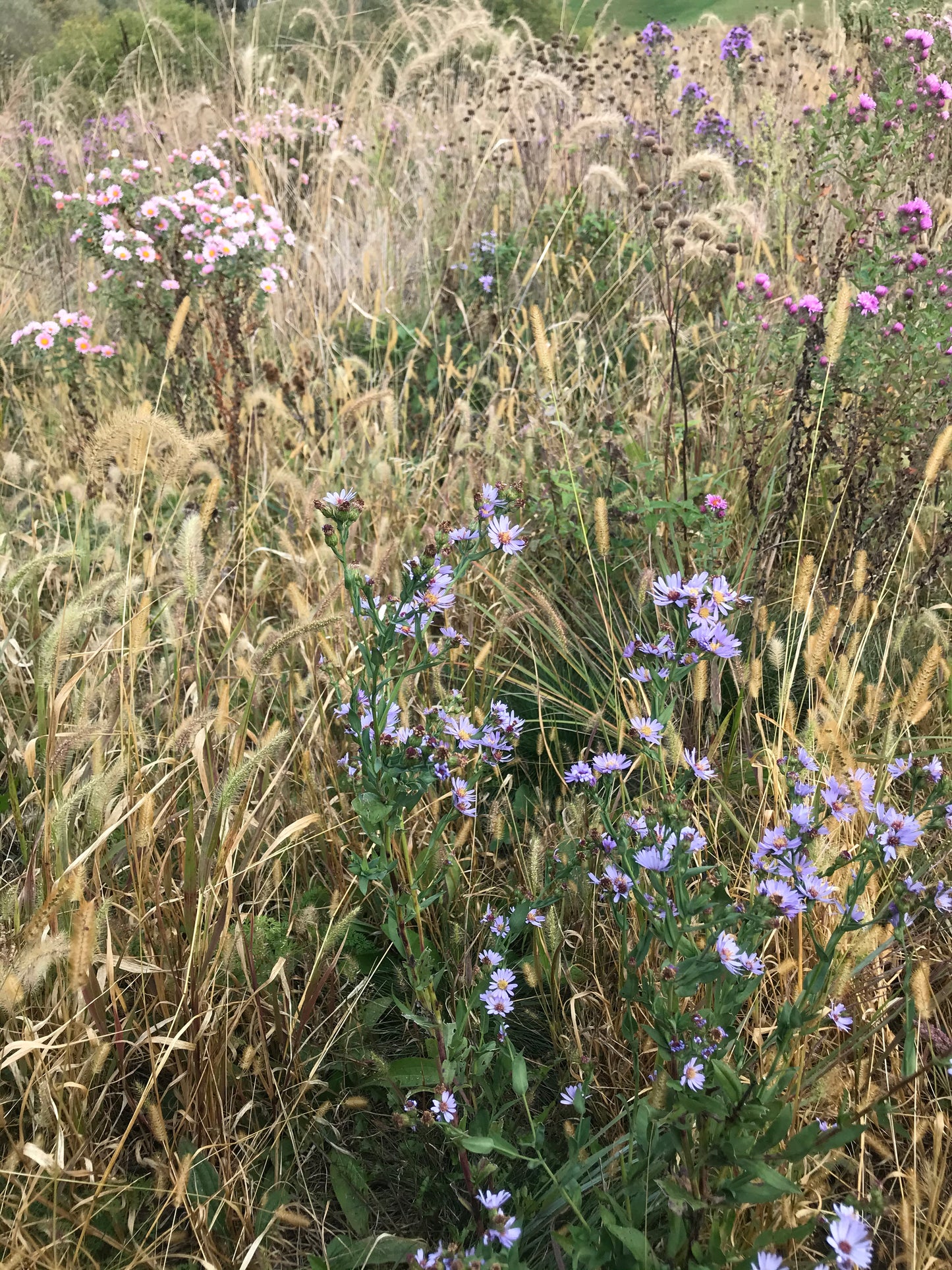 Native Grass & Wildflower Refuge - 1/4 Acre