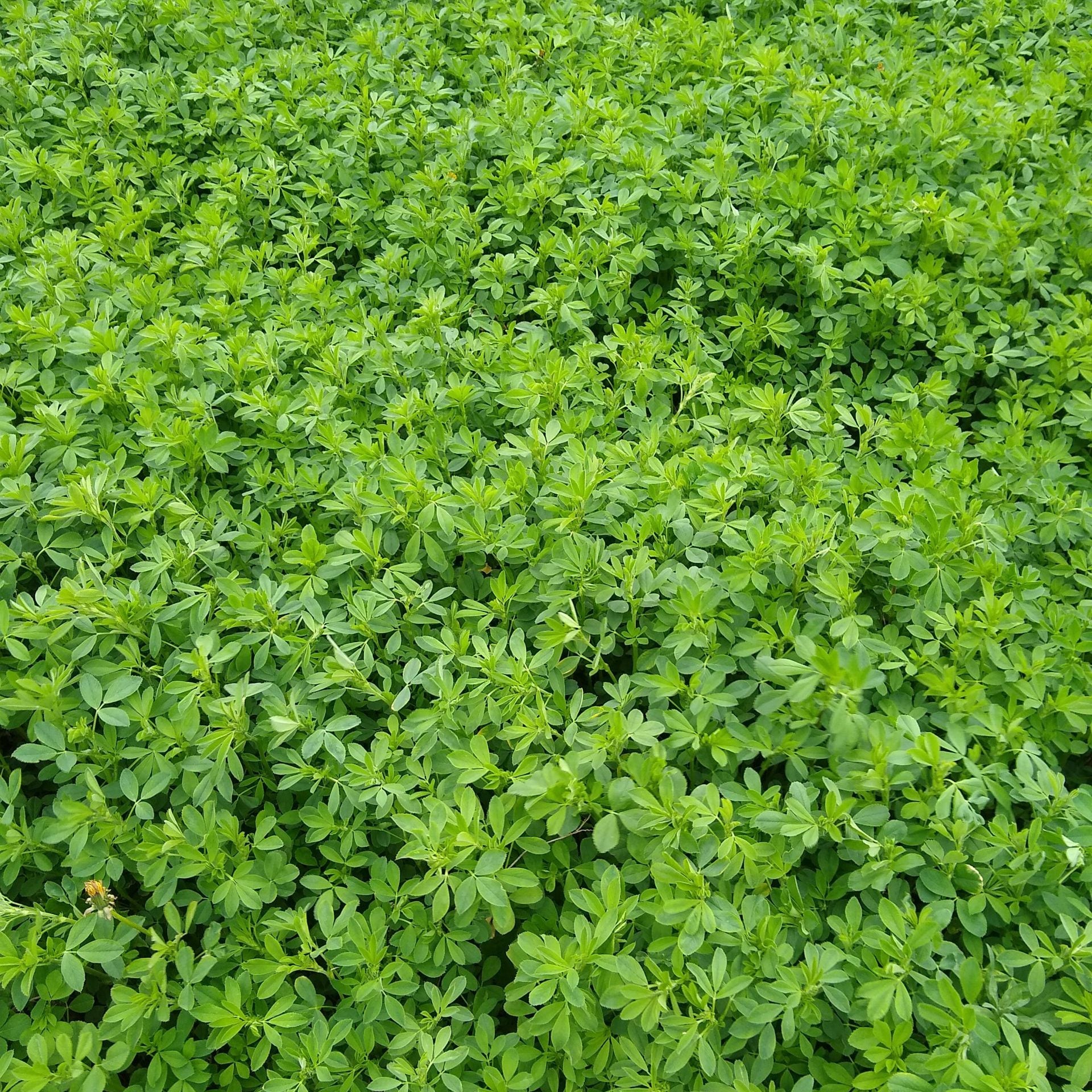 alfalfa seed planting rate Alfalfa: High-Protein Forage for Livestock and Wildlife – Hale Habitat & Seed