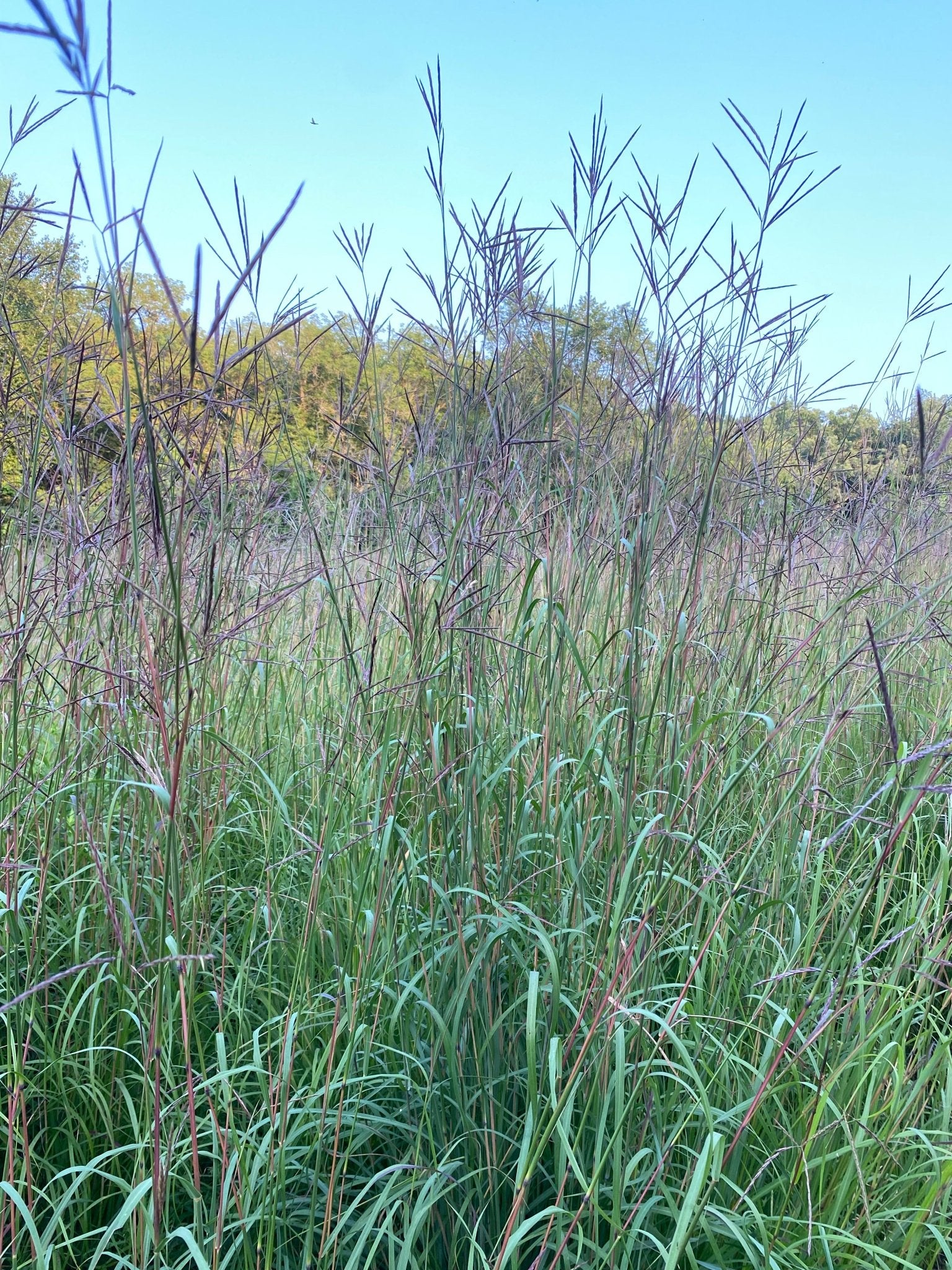 bluestem herbicide Big Bluestem Grass: Essential Habitat for Wildlife – Hale Habitat & Seed