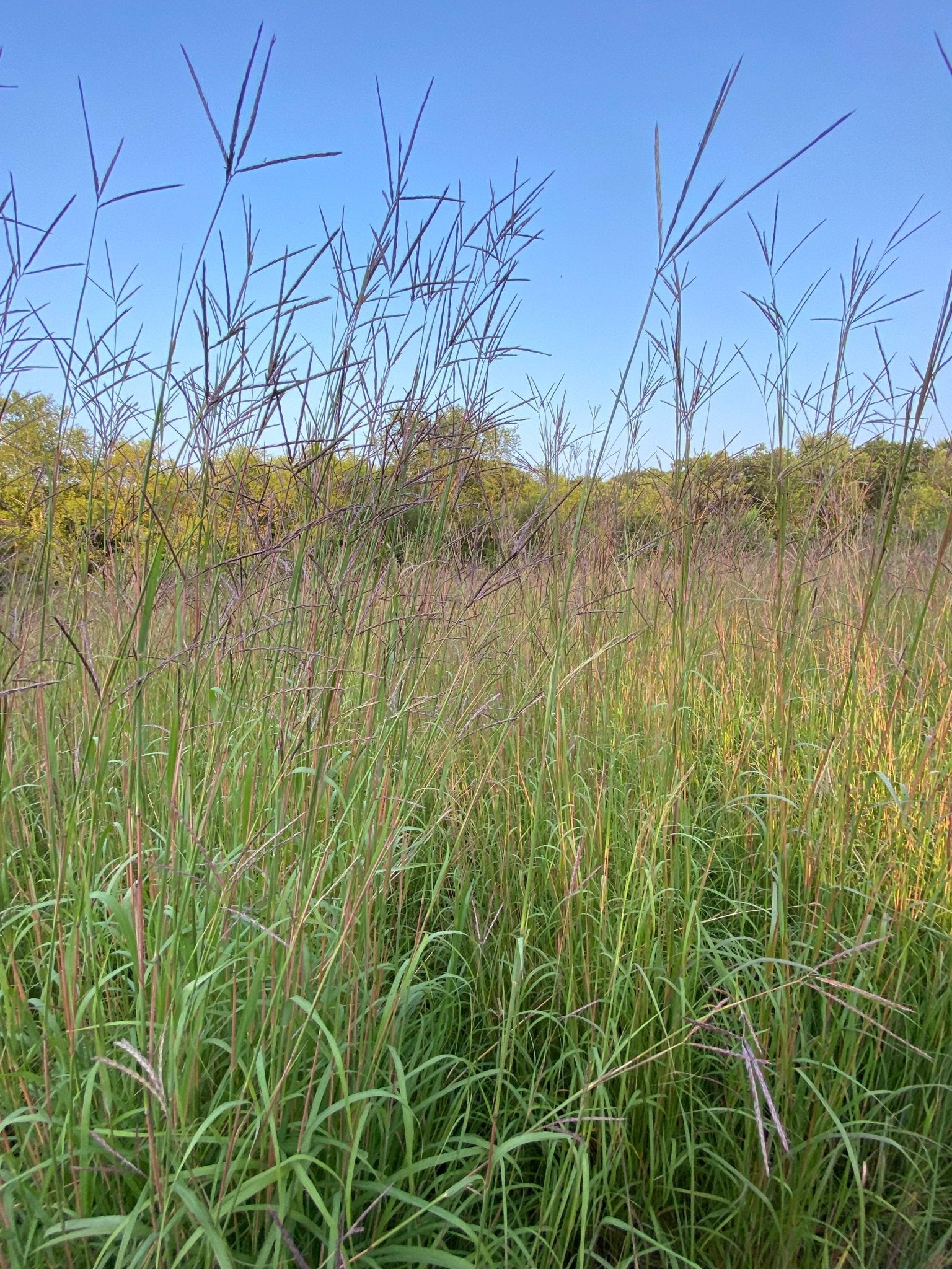 bluestem herbicide Big Bluestem Grass: Essential Habitat for Wildlife – Hale Habitat & Seed