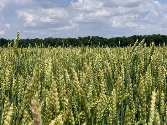 Eagle Seed - Buck Monster Wheat® (Awnless)