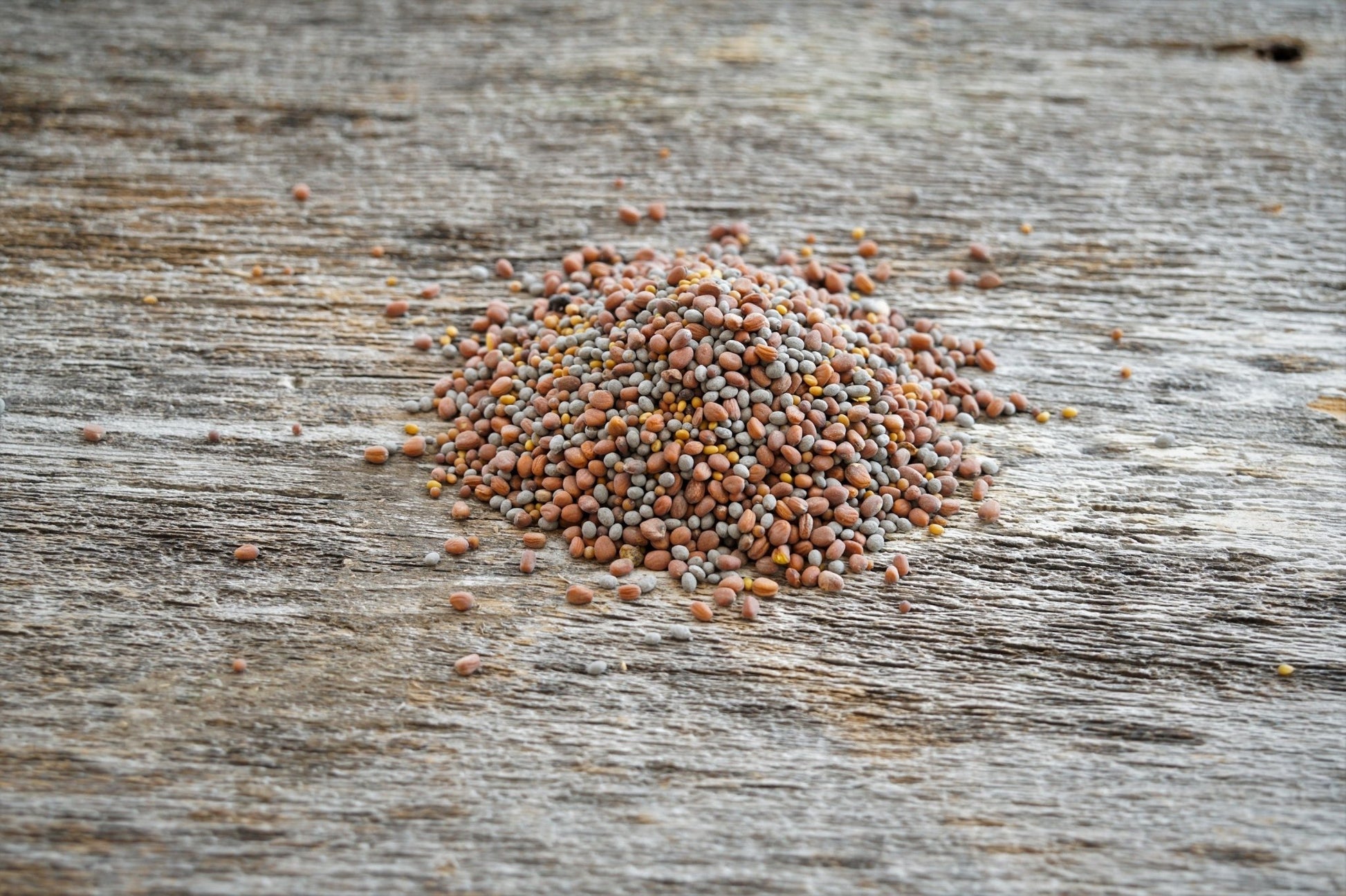 food plot seed for fall planting Deer Food Blend: Cabbage, Radish & Clovers