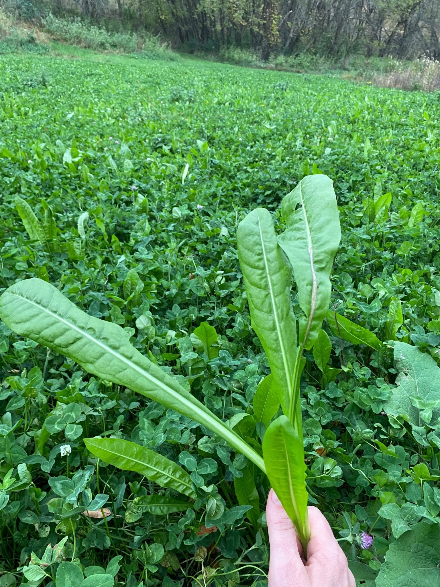herbicide for chicory Nutrient-Rich Chicory for Wildlife: High-Protein Food Source – Hale Habitat & Seed