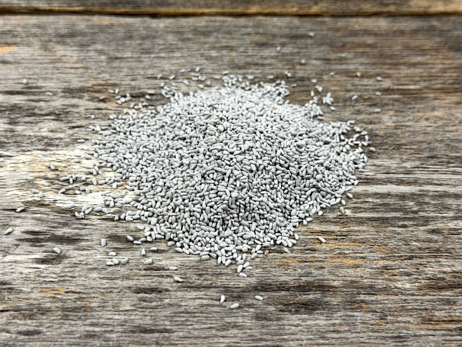 Chicory - Hale Habitat & Seed