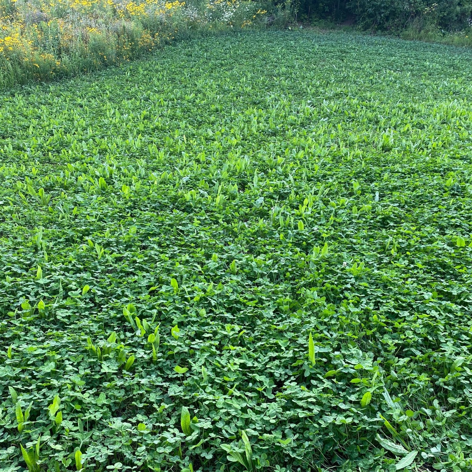 herbicide for clover and alfalfa Clovers, Alfalfa & Chicory Food Plot Mix – Hale Habitat & Seed