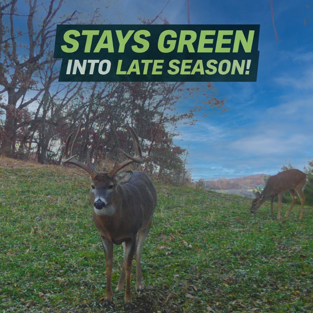 Clovers, Alfalfa, & Chicory Food Plot Mix - Hale Habitat & Seed