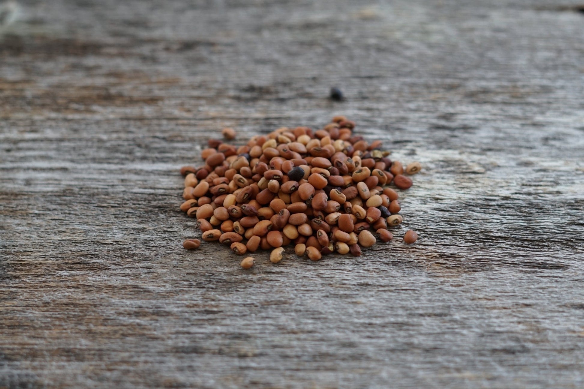 post emergence herbicide for cowpea High-Protein Cowpea Forage for Wildlife Habitat – Hale Habitat & Seed
