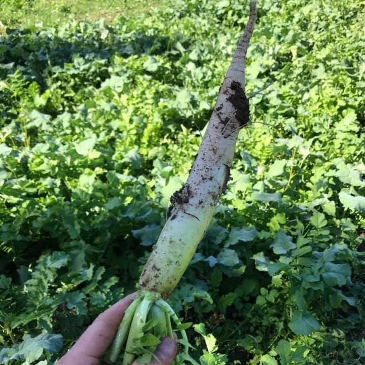 planting daikon seeds Daikon Radish Seed for Deer Food Plots