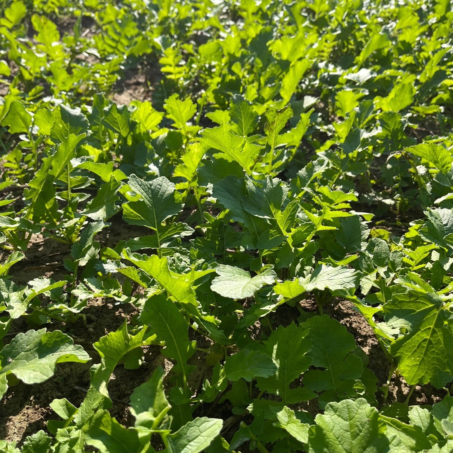 planting daikon seeds Daikon Radish Seed for Deer Food Plots