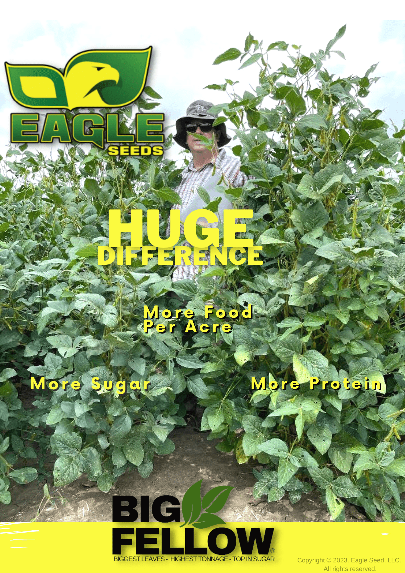 Glyphosate-Tolerant Forage Soybean with High Tonnage – Hale Habitat & Seed