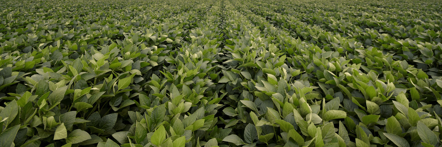 e3 soybeans herbicide Enlist Weed Control System for Hard-to-Control Weeds, ES 47E11