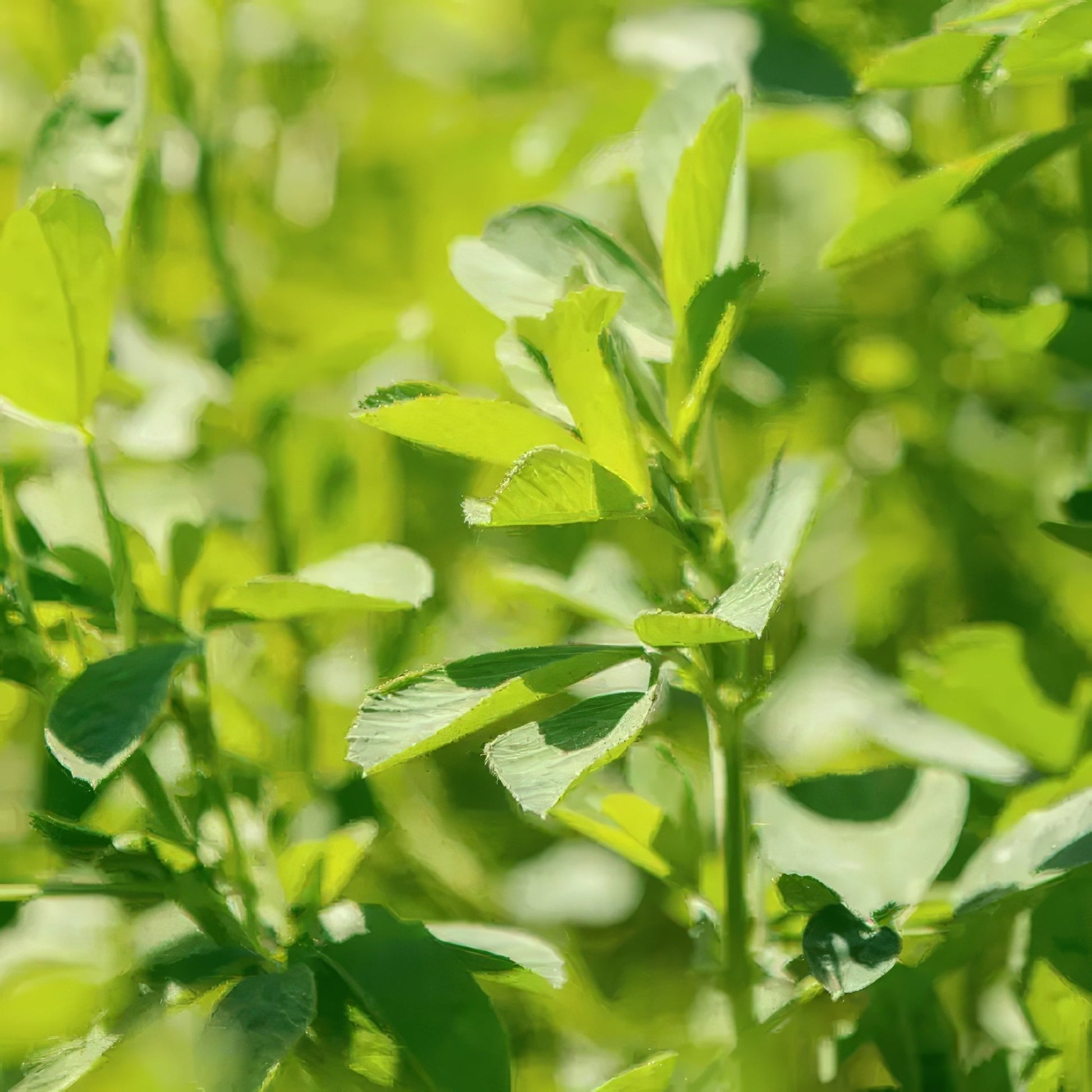 herbicide for alfalfa grass mix Roundup Ready Alfalfa 50 lb Bag