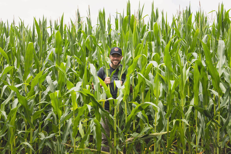Eagle Riding Corn Premium Eagle Seed Corn and Soybean Varieties – Hale Habitat & Seed