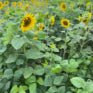 Eagle Seed - Sanctuary 7™ - Hale Habitat & Seed