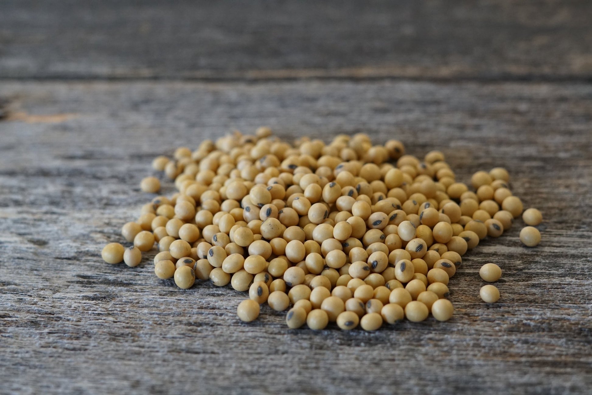 Glyphosate Tolerant Forage Soybeans (Roundup Ready) - Hale Habitat & Seed