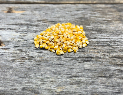 Glyphosate - Tolerant Seed Corn (Roundup Ready) - Hale Habitat & Seed