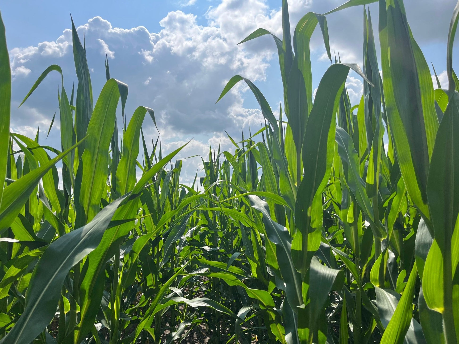 Glyphosate - Tolerant Seed Corn (Roundup Ready) - Hale Habitat & Seed