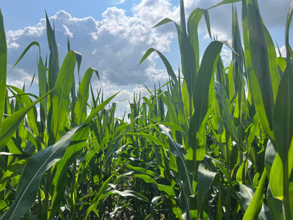 Glyphosate - Tolerant Seed Corn (Roundup Ready) - Hale Habitat & Seed