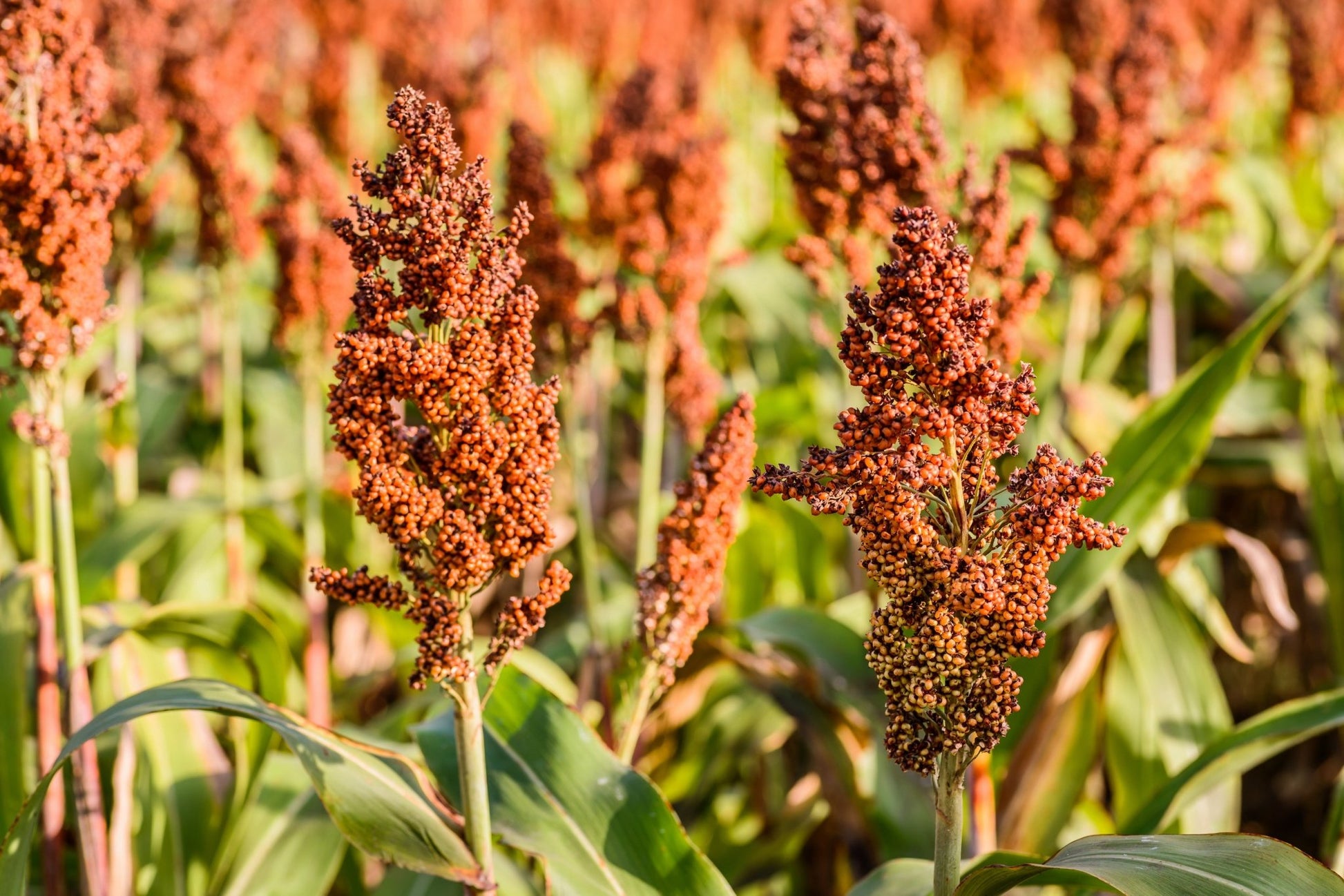 sorghum seed for planting Drought-tolerant Grain Sorghum for Wildlife Habitat – Hale Habitat & Seed