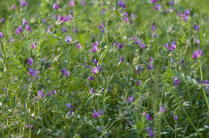 Hairy Vetch - Hale Habitat & Seed