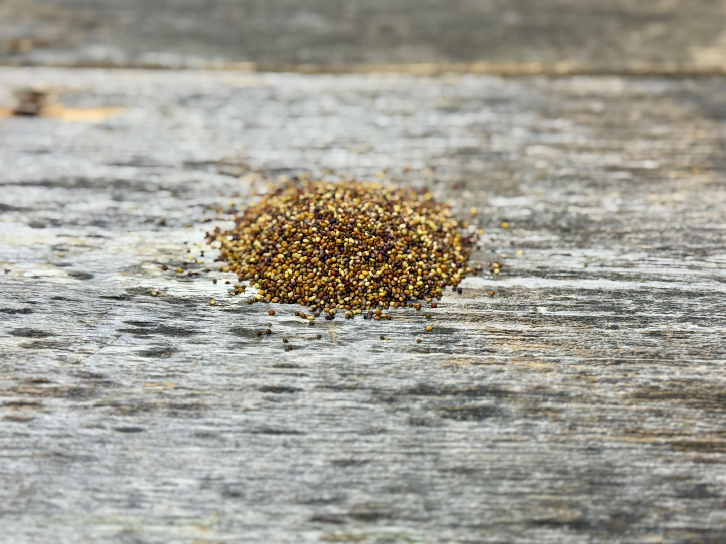 Kura Clover Blend - Hale Habitat & Seed