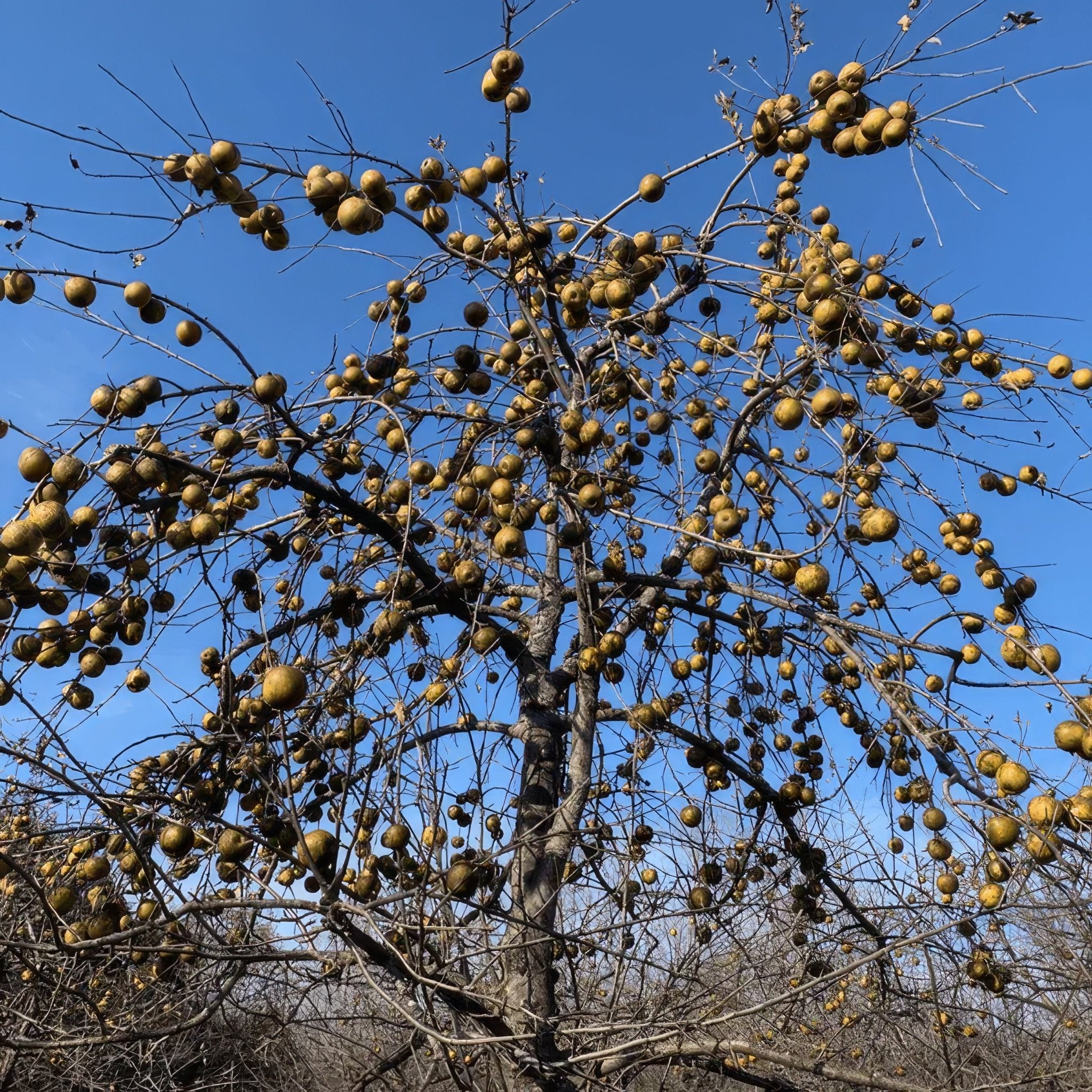 Tree Bundle Mixed Fruit Tree Bundle for Wildlife – Hale Habitat & Seed