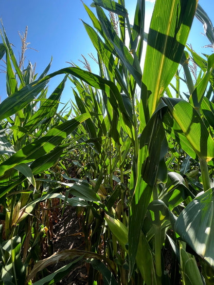 Organic Corn Food Plot Seed for Wildlife - Hale Habitat & Seed