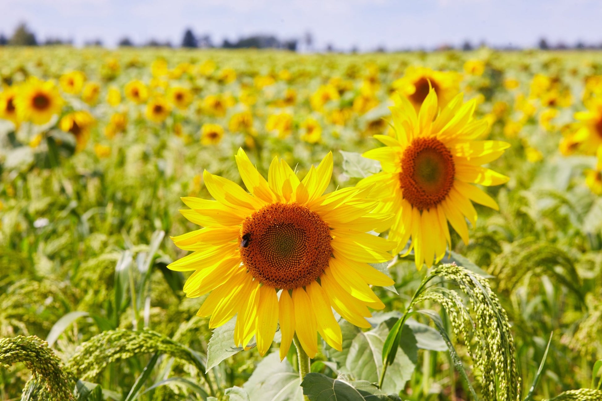 post emergent sunflower herbicide Peredovik Sunflower: High-Yield Variety for Wildlife – Hale Habitat & Seed