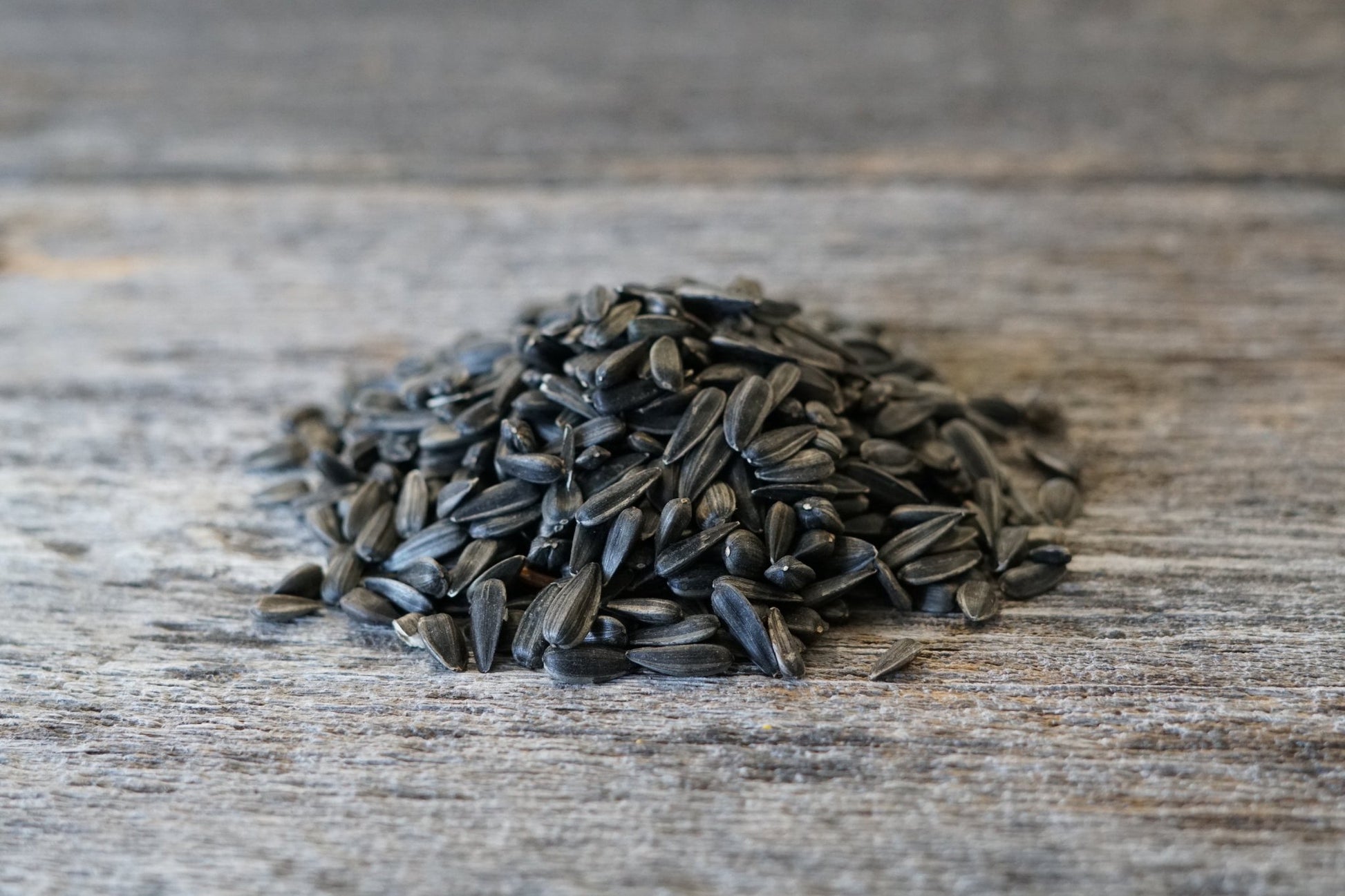 planting peredovik sunflower seeds Peredovik Sunflower: High-Yield Variety for Wildlife – Hale Habitat & Seed