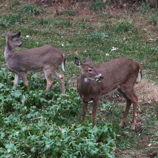 Doe and Fawn Feeding in a Turnip Food Plot