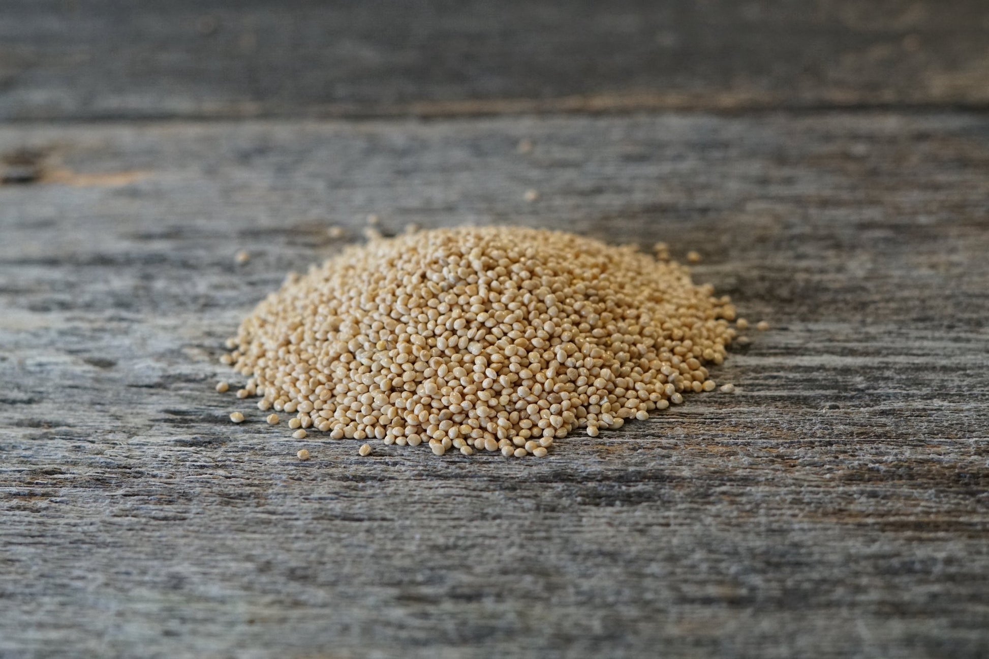 herbicide millet Proso Millet Seeds for Wildlife Food Plots & Soil Health – Hale Habitat & Seed