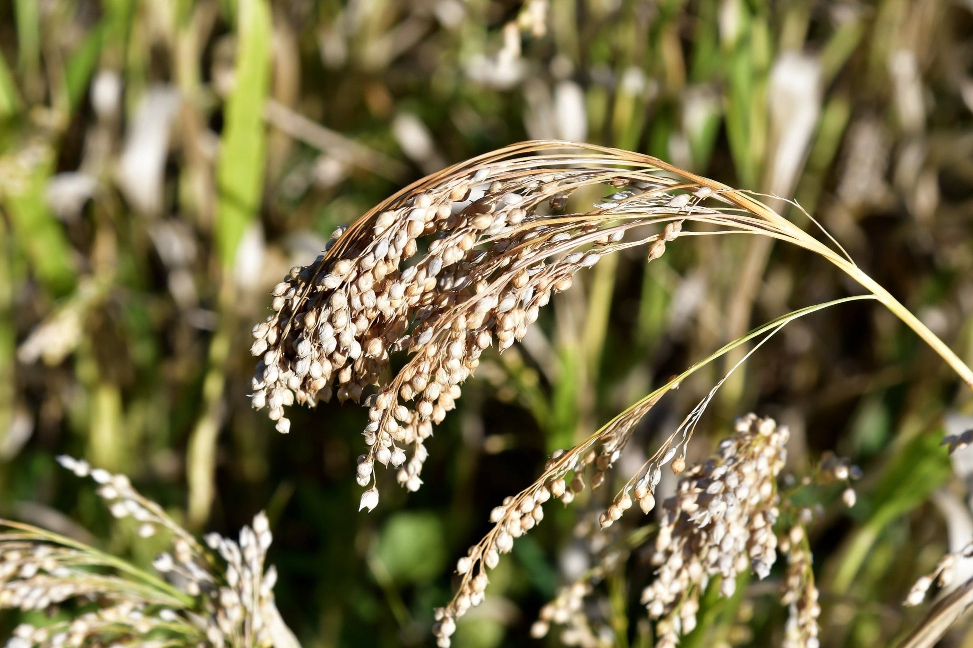 millet herbicide options Proso Millet Seeds for Wildlife Food Plots & Soil Health – Hale Habitat & Seed