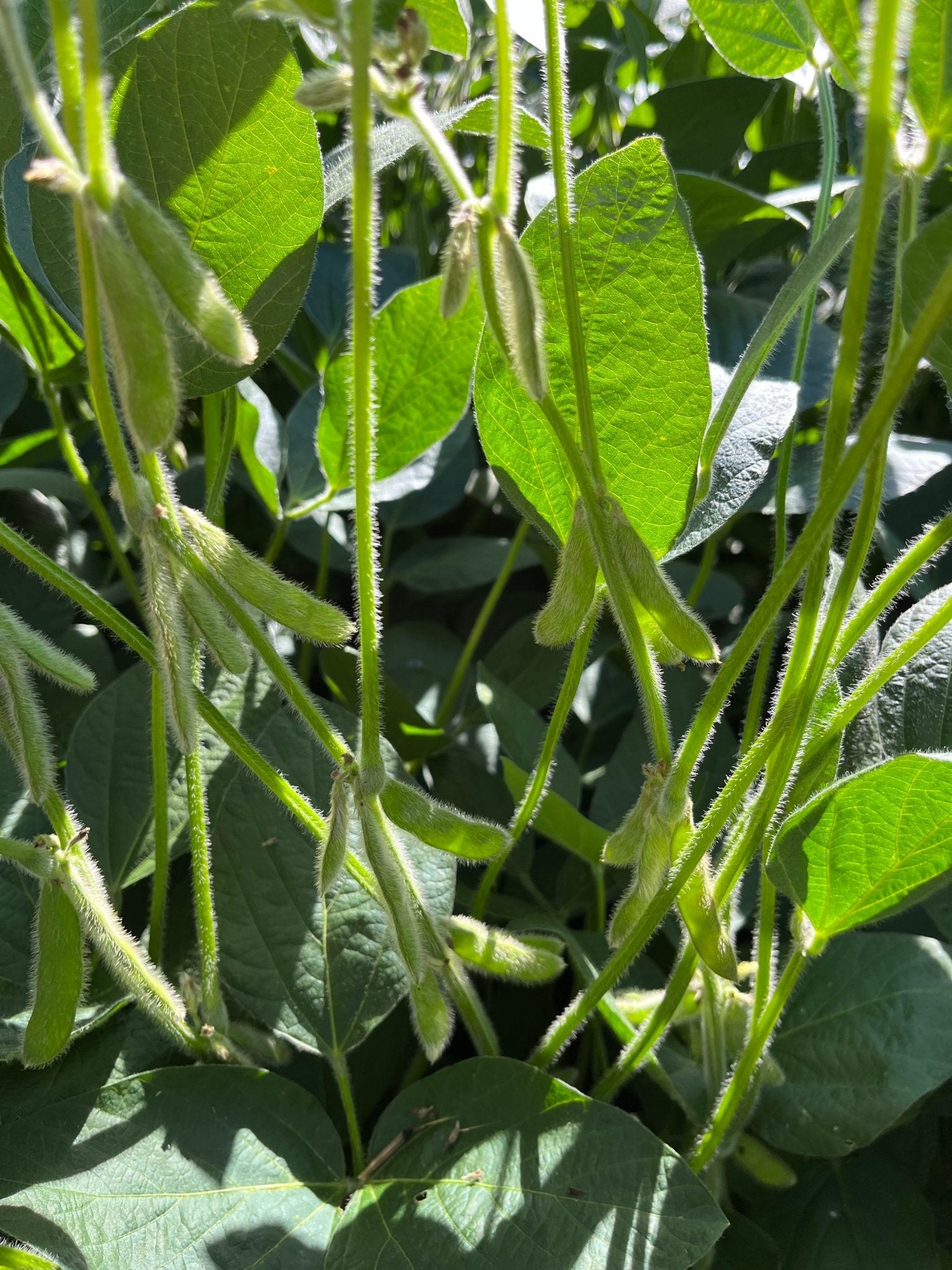 soybean seed plant High-Protein Soybean Forage for Wildlife – Hale Habitat & Seed