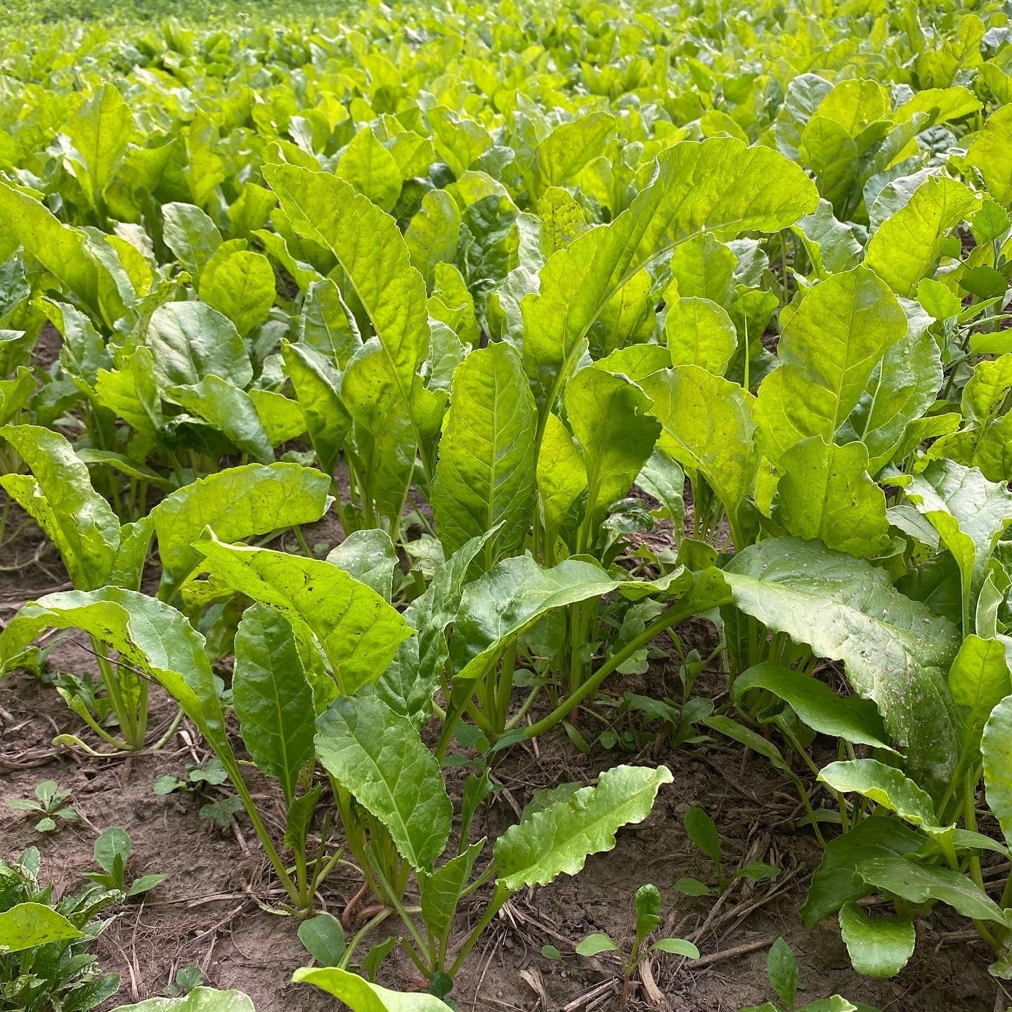 sugar beet herbicides High-Energy Sugar Beets: Essential Food for Wildlife – Hale Habitat & Seed