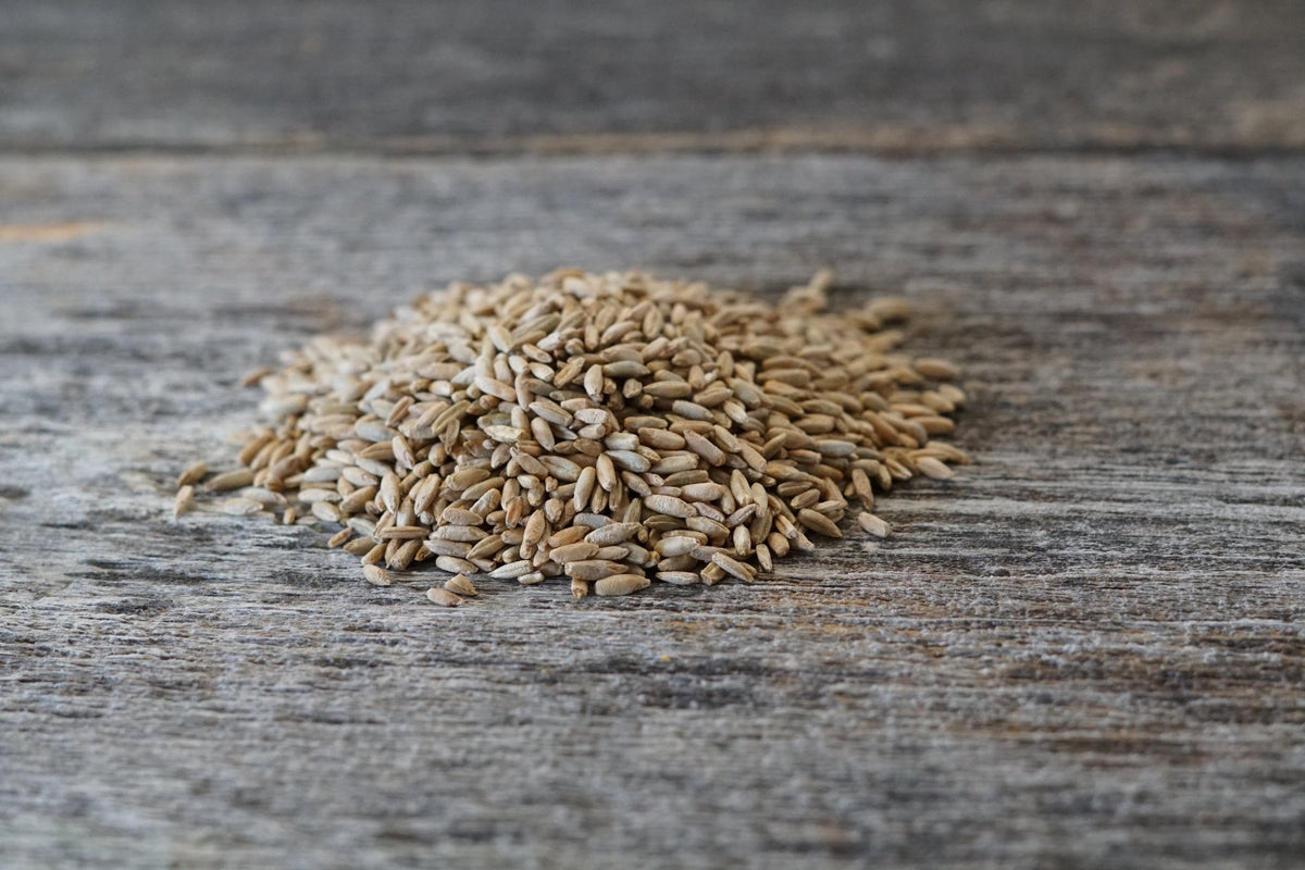 50 Rye Fall Rye Hardy Winter Rye Seeds for Wildlife Food Plots – Hale Habitat & Seed