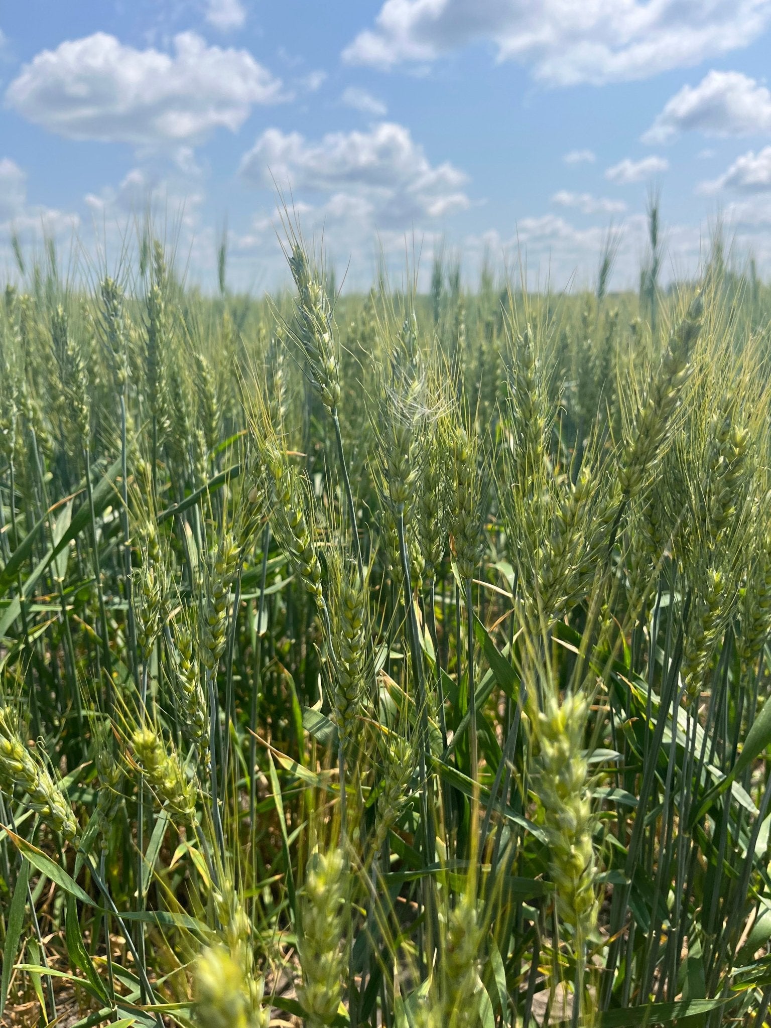 winter wheat seed planting Versatile Winter Wheat for Wildlife Food Plots – Hale Habitat & Seed